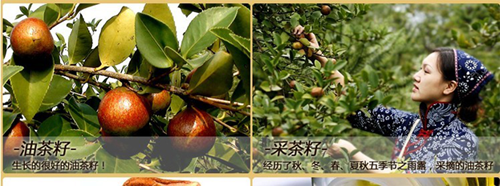 桃源县茶籽油,桃源县油茶种植基地,常德金虹茶油,“泥头山”牌茶籽油