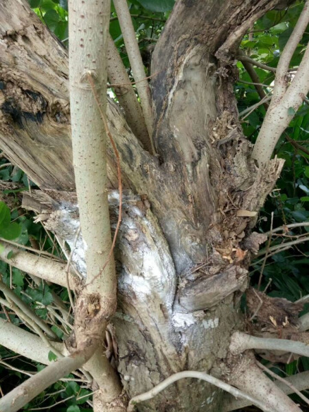 白蚁防治6