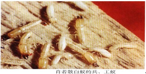 长沙武威白蚁防治有限公司,长沙白蚁防治,长沙灭鼠,治蟑螂哪里的好
