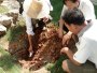 中國院子挖隔離帶防治白蟻