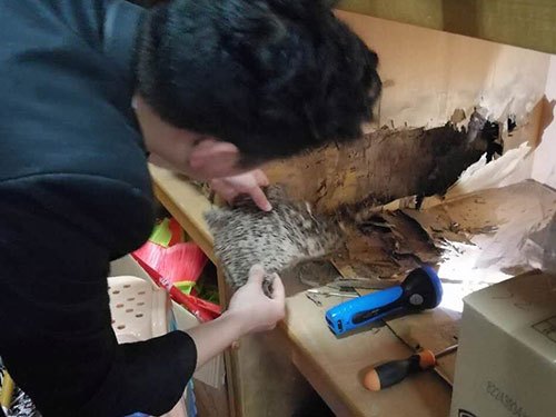 青竹湖湘外国语学校仓库被家白蚁危害