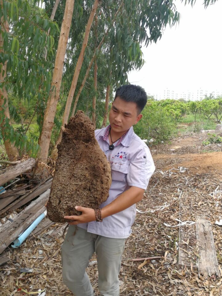白蚁防治18