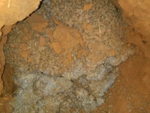红牛集团清挖白蚁窝巢 