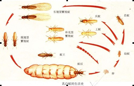 长沙武威白蚁防治有限公司,长沙白蚁防治,长沙灭鼠,治蟑螂哪里的好