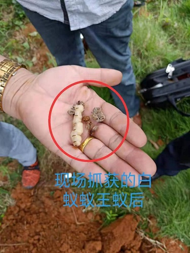 白蚁灭治