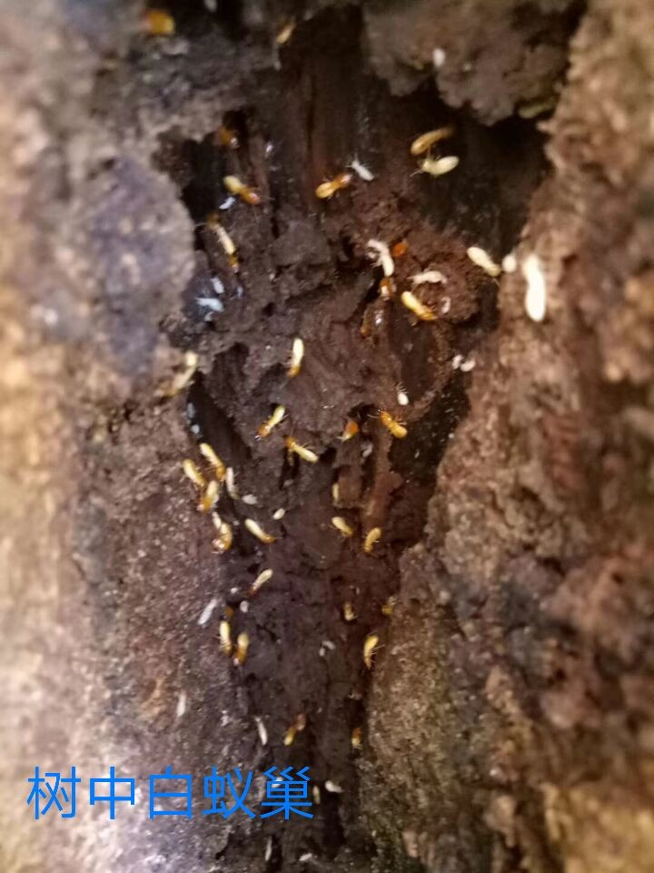 白蚁防治9