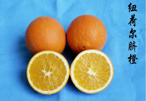 纽荷尔脐橙和赣南脐橙有什么区别？