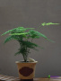 文竹
