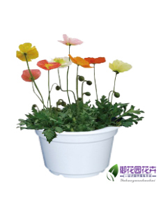 虞美人