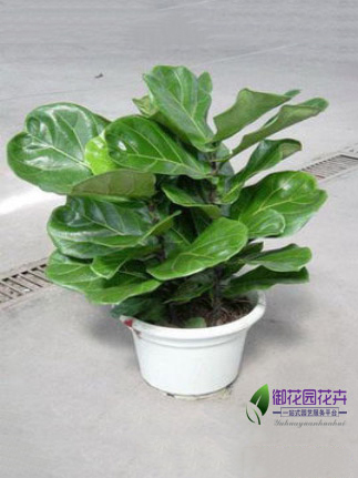 琴叶榕