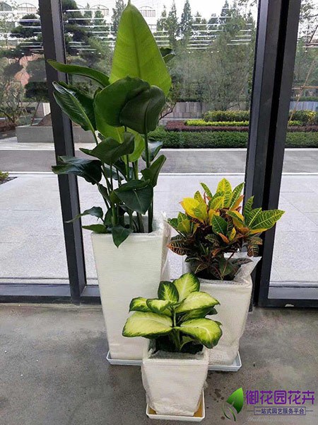 绿植组景