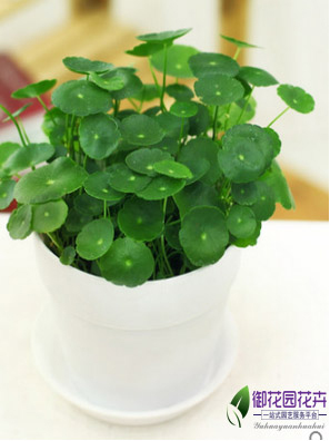 铜钱草