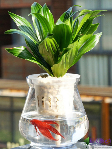 水培太阳神