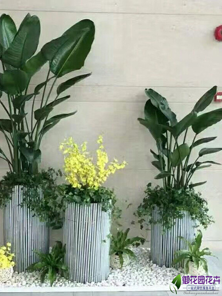 绿植组景
