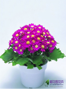 瓜叶菊