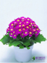 瓜叶菊