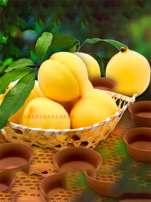 炎陵黄桃