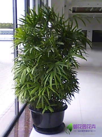棕竹