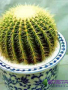 金虎