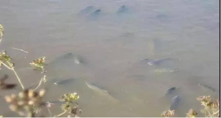 魚蝦硫化氫中毒怎么辦1