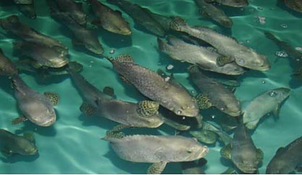“養(yǎng)魚(yú)少發(fā)病，才是真的好”