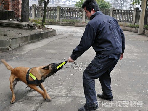 犬防服務