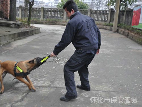 犬防服务
