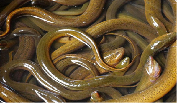 “這批鱔魚，多虧了楊經(jīng)理”