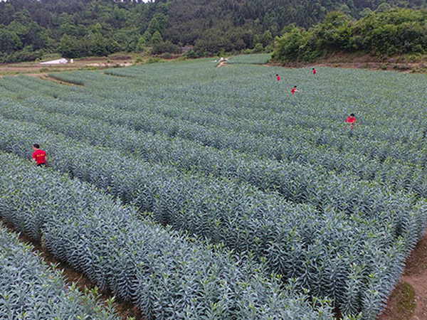 基地风光29