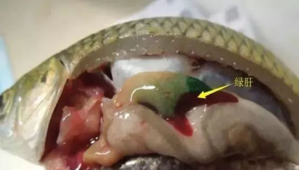 “只要这样做，草鱼肝胆没问题”