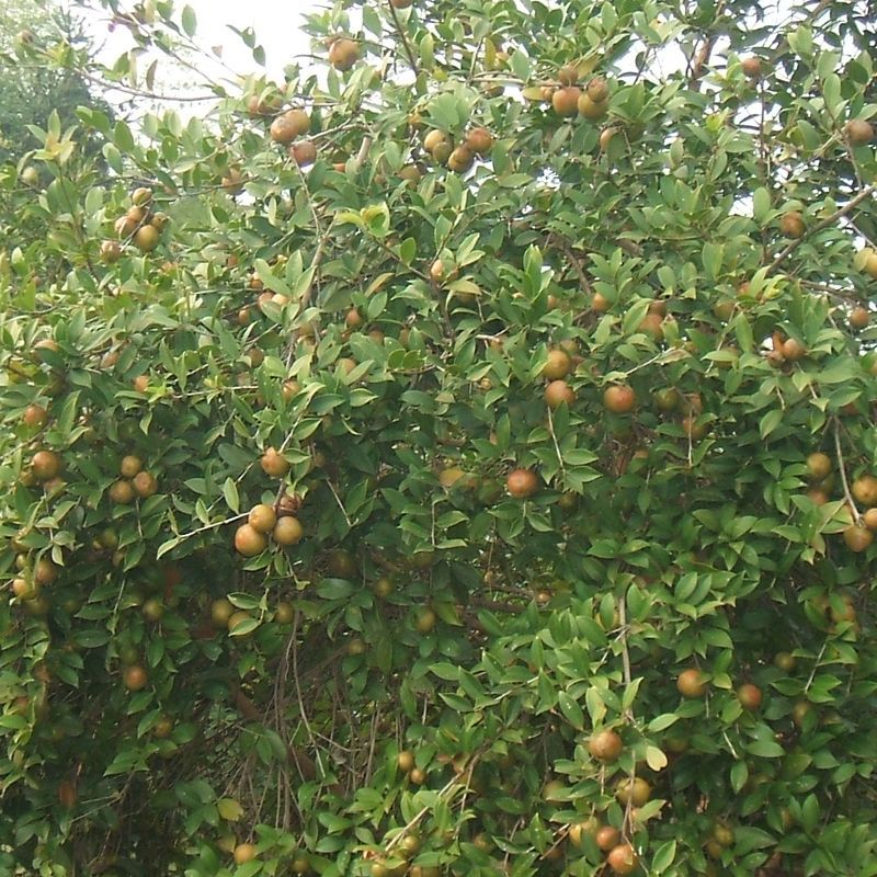 油茶树挂果