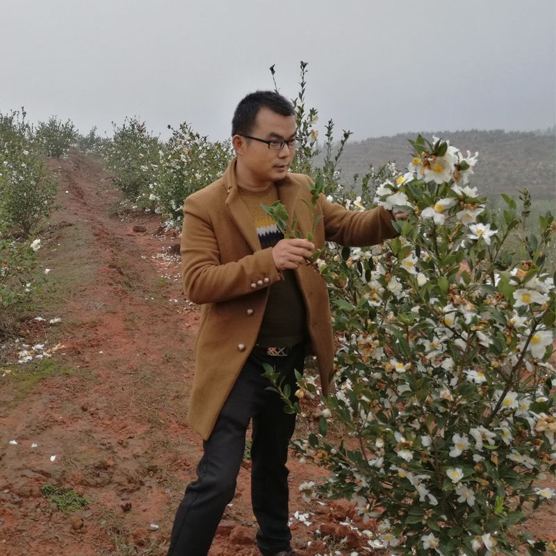 油茶树开花