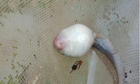 蝌蚪腹水怎么办1