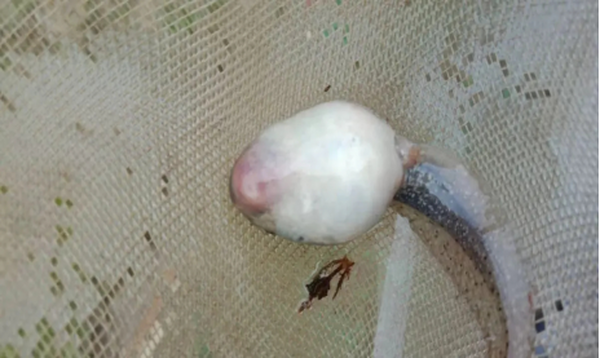 蝌蚪腹水怎么办