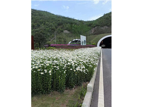 虎形山草花救治  (11)