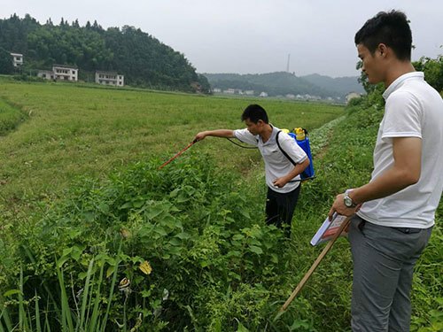 惡性雜草防除2