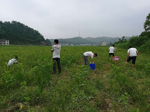 桑苗防除雜草4