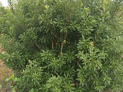 嫁接杨梅苗