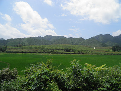 罗汉松基地