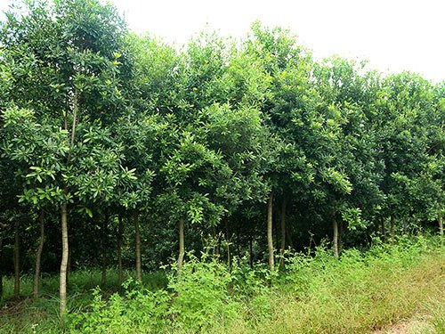高杆杨梅树