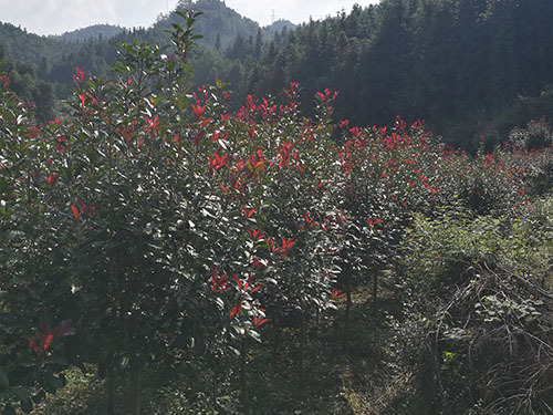 高杆红叶石楠