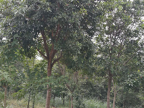 高杆杨梅树