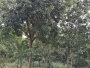 高杆杨梅树