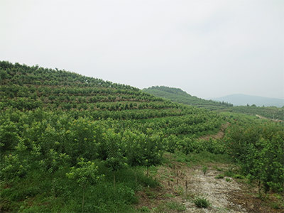 嫁接苗基地