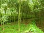4-6公分青枫