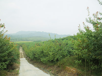 罗汉松基地