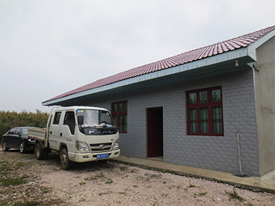 罗汉松基地