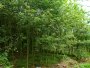 4-6公分青枫