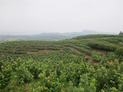 罗汉松基地