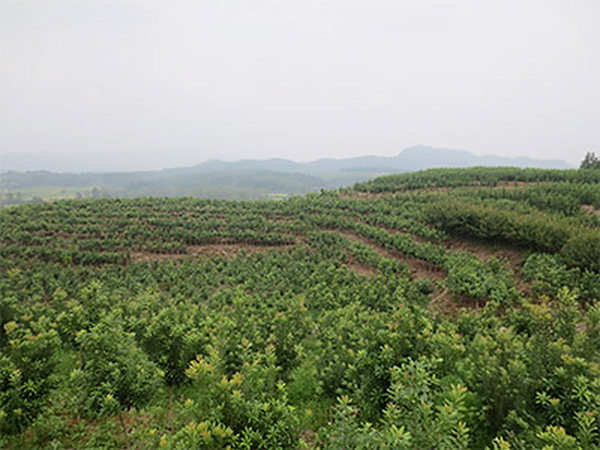 杨梅基地
